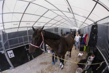 mobile stable